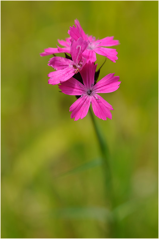 Karthäuser-Nelke (Dianthus carthusianorum)