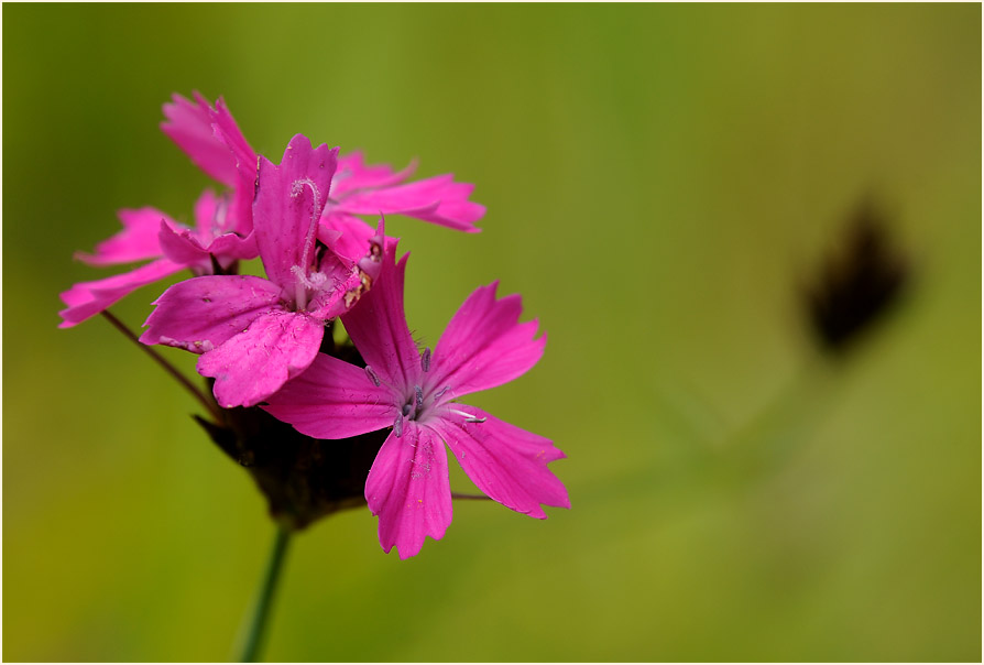 Karthäuser-Nelke (Dianthus carthusianorum)