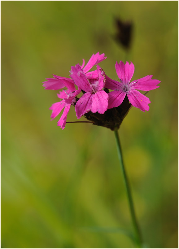 Karthäuser-Nelke (Dianthus carthusianorum)