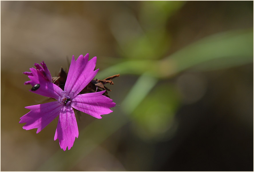 Karthäuser-Nelke (Dianthus carthusianorum)