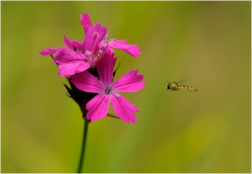 Karthäuser-Nelke (Dianthus carthusianorum)