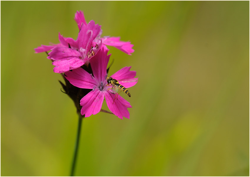 Karthäuser-Nelke (Dianthus carthusianorum)