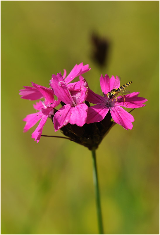 Karthäuser-Nelke (Dianthus carthusianorum)