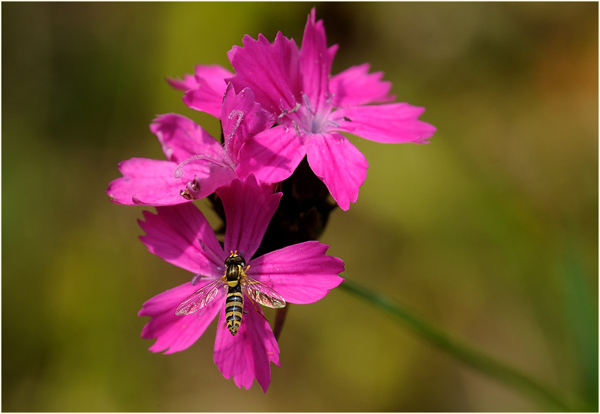 Karthäuser-Nelke (Dianthus carthusianorum)