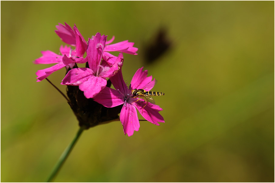 Karthäuser-Nelke (Dianthus carthusianorum)