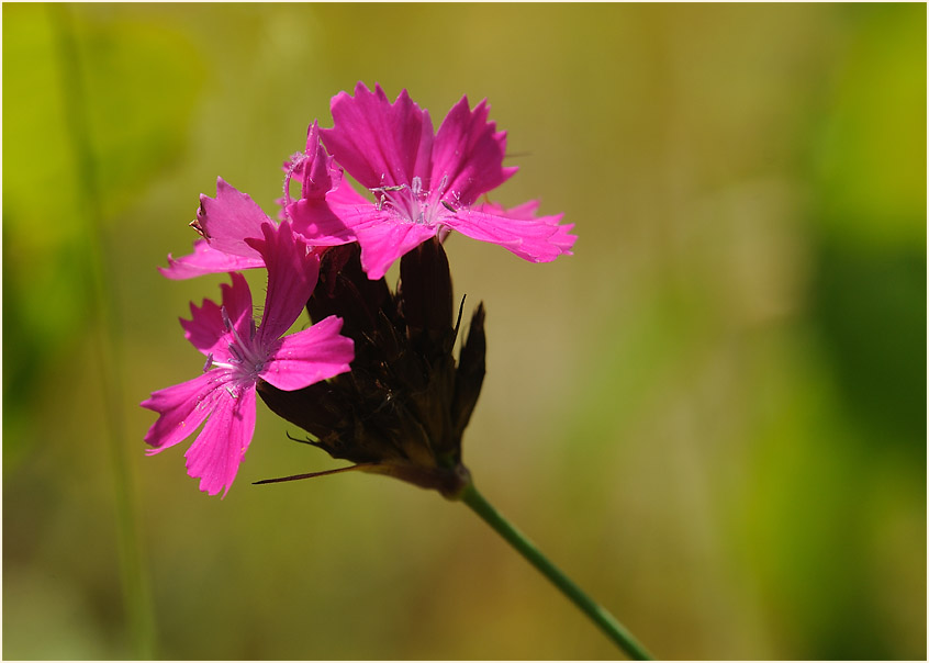 Karthäuser-Nelke (Dianthus carthusianorum)