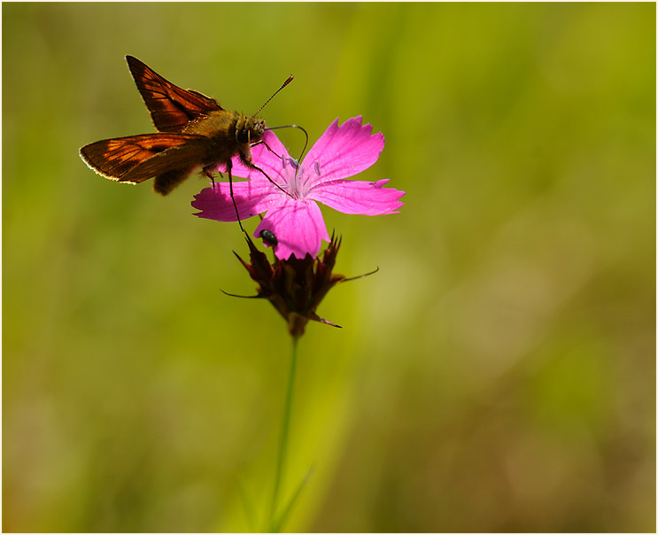 Karthäuser-Nelke (Dianthus carthusianorum)