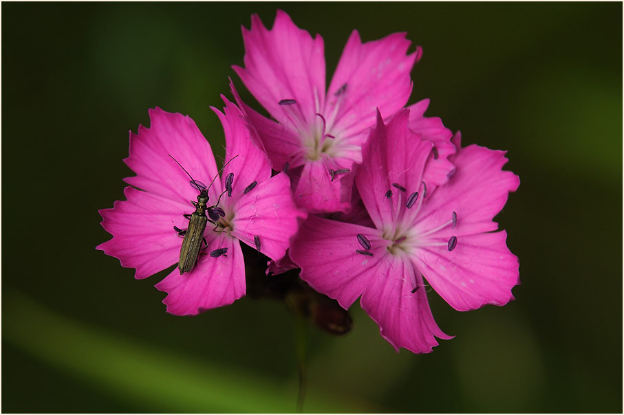 Karthäuser-Nelke (Dianthus carthusianorum)