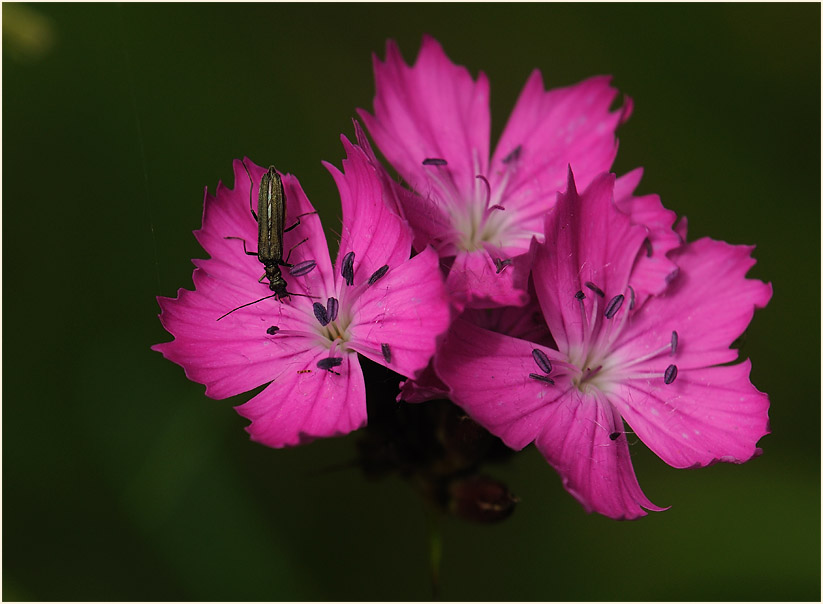 Karthäuser-Nelke (Dianthus carthusianorum)