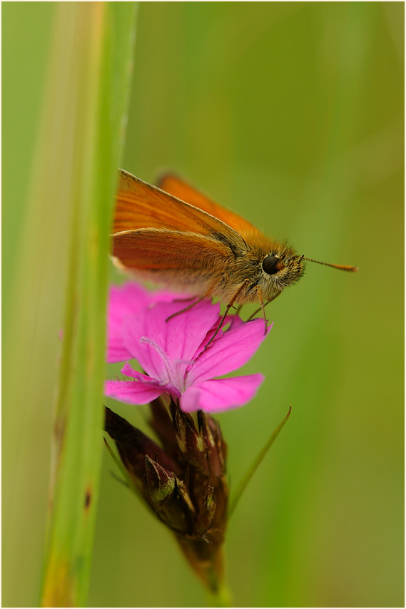 Dickkopffalter, Karthäuser-Nelke (Dianthus carthusianorum)