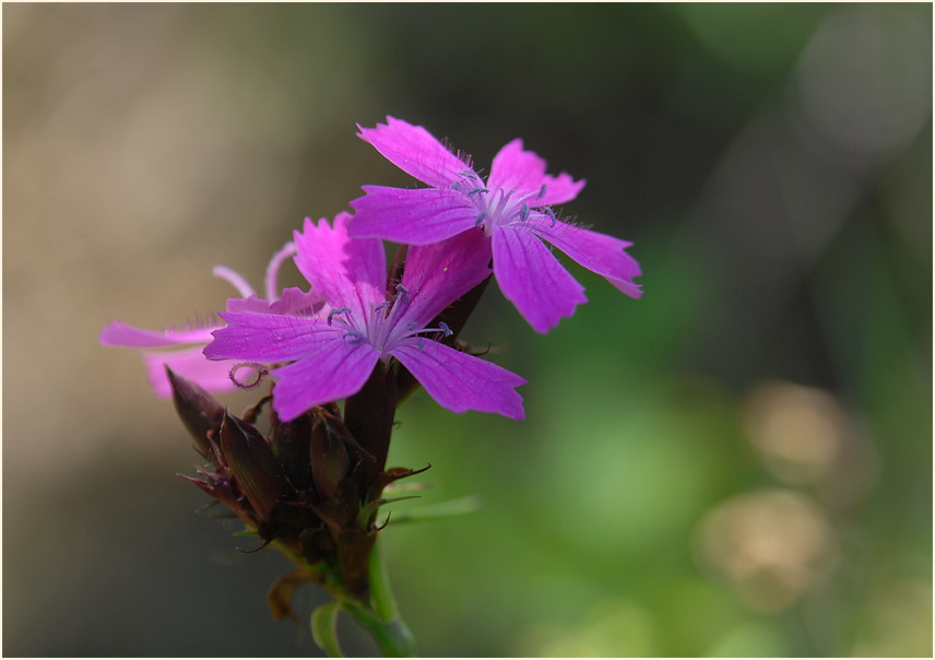 Karthäuser-Nelke (Dianthus carthusianorum)