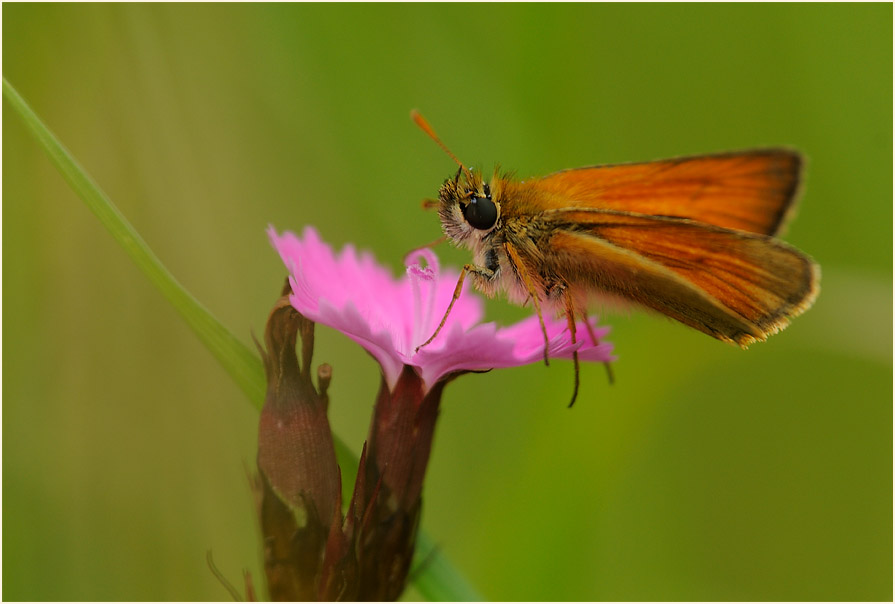 Dickkopffalter, Karthäuser-Nelke (Dianthus carthusianorum)