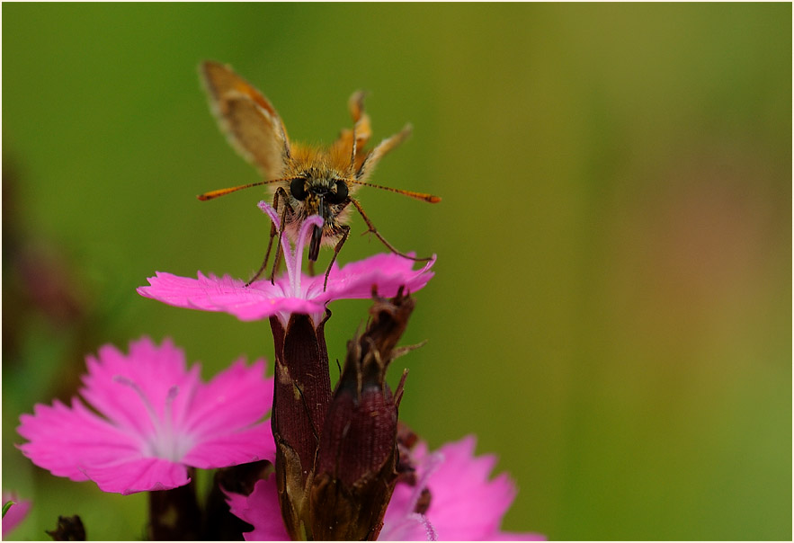 Dickkopffalter, Karthäuser-Nelke (Dianthus carthusianorum)