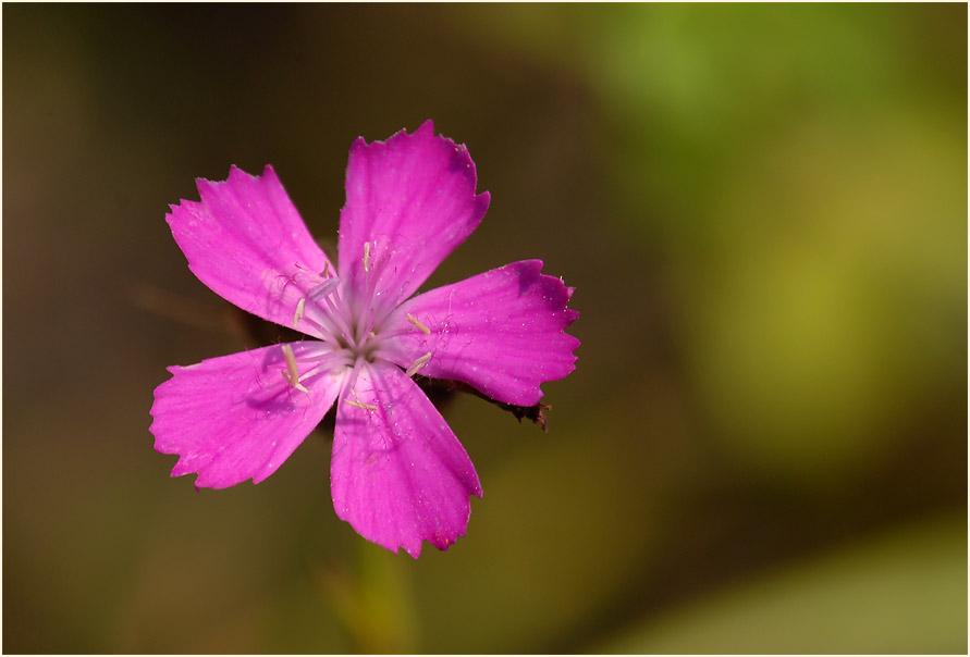 Karthäuser-Nelke (Dianthus carthusianorum)