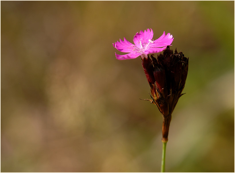 Karthäuser-Nelke (Dianthus carthusianorum)