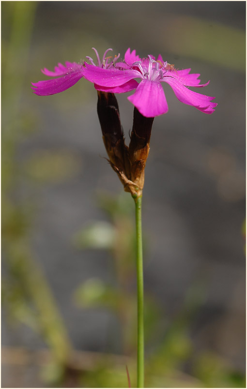 Karthäuser-Nelke (Dianthus carthusianorum)