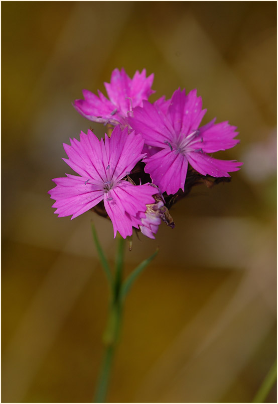 Karthäuser-Nelke (Dianthus carthusianorum)