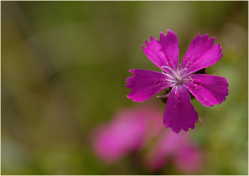 Karthäuser-Nelke (Dianthus carthusianorum)