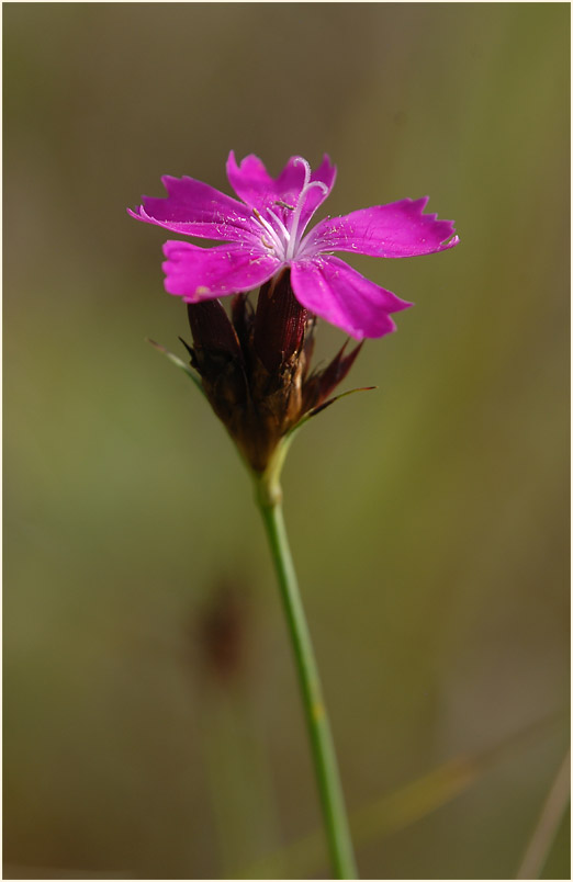 Karthäuser-Nelke (Dianthus carthusianorum)