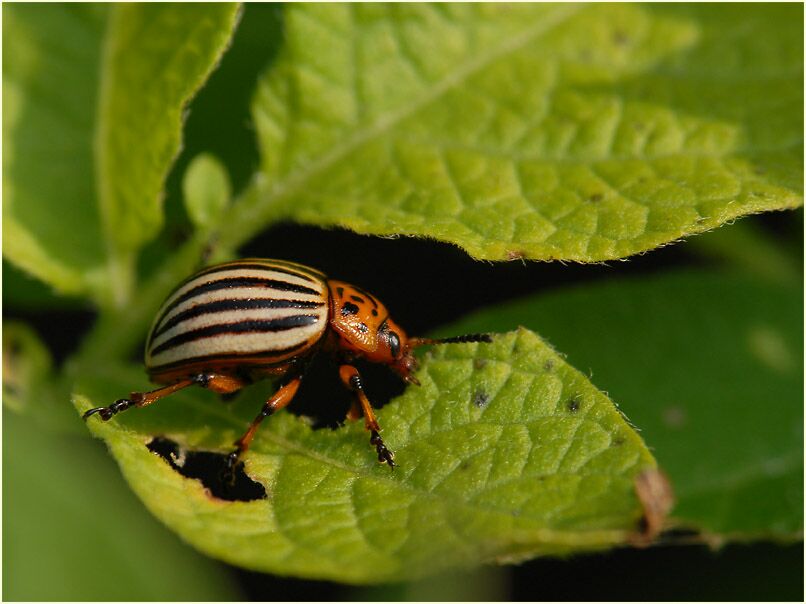 Kartoffelk&auml;fer