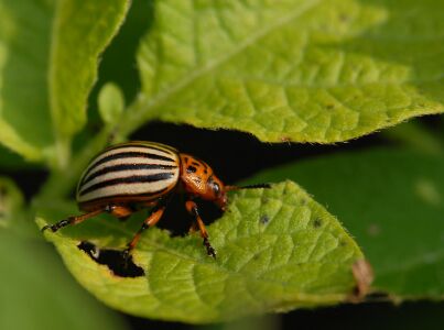 vergr&ouml;&szlig;ern