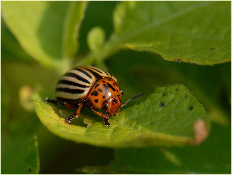 Kartoffelk&auml;fer