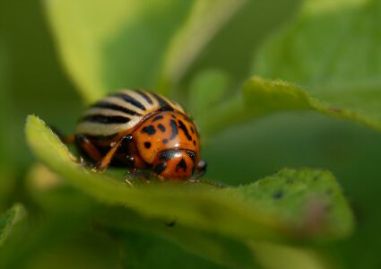 vergr&ouml;&szlig;ern
