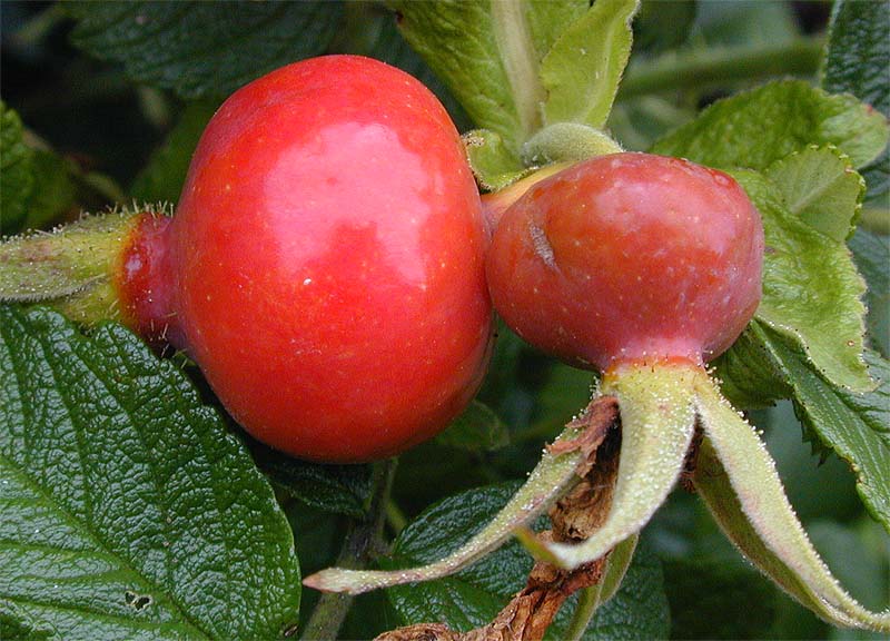 Kartoffelrose (Rosa rugosa)