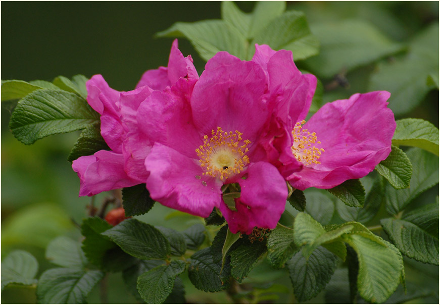 Kartoffelrose (Rosa rugosa)