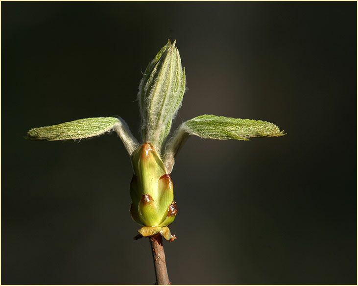 Rosskastanie (Aesculus hippocastanum)