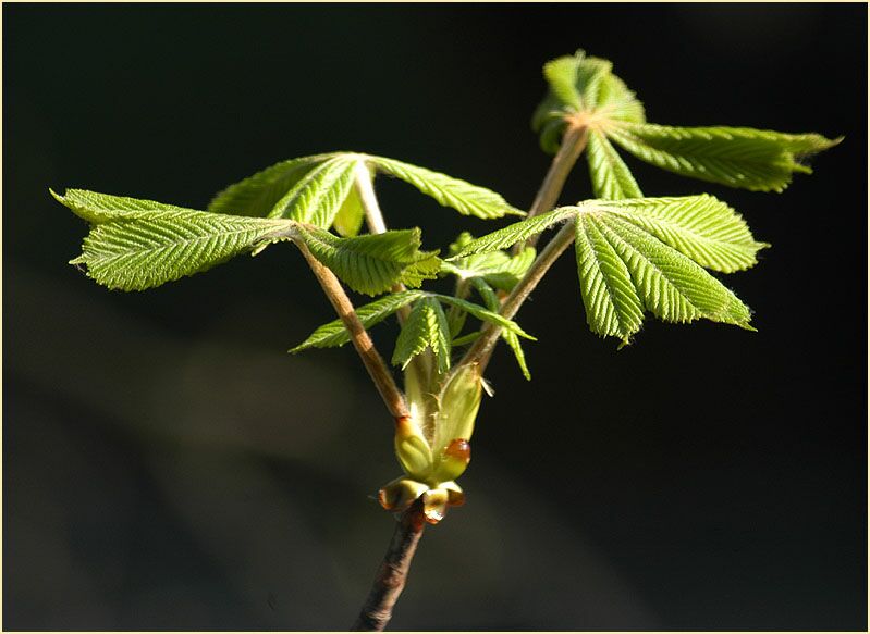 Rosskastanie (Aesculus hippocastanum)