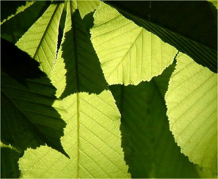 Rosskastanie (Aesculus hippocastanum)