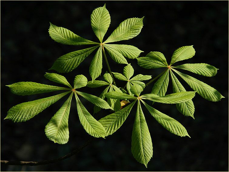 Rosskastanie (Aesculus hippocastanum)