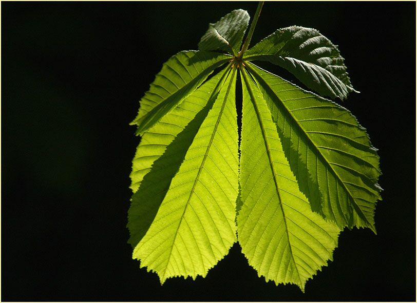 Rosskastanie (Aesculus hippocastanum)