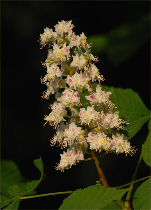 Rosskastanie (Aesculus hippocastanum)