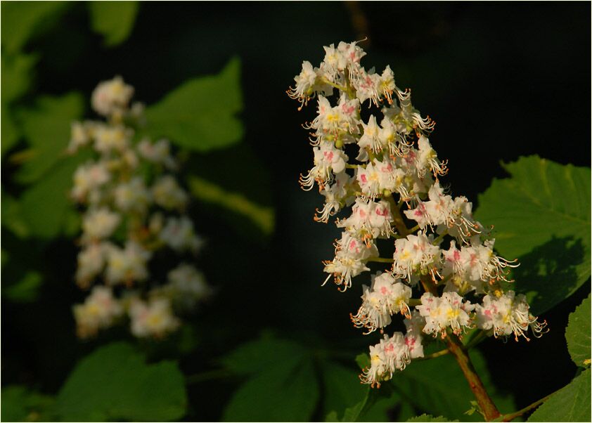 Rosskastanie (Aesculus hippocastanum)