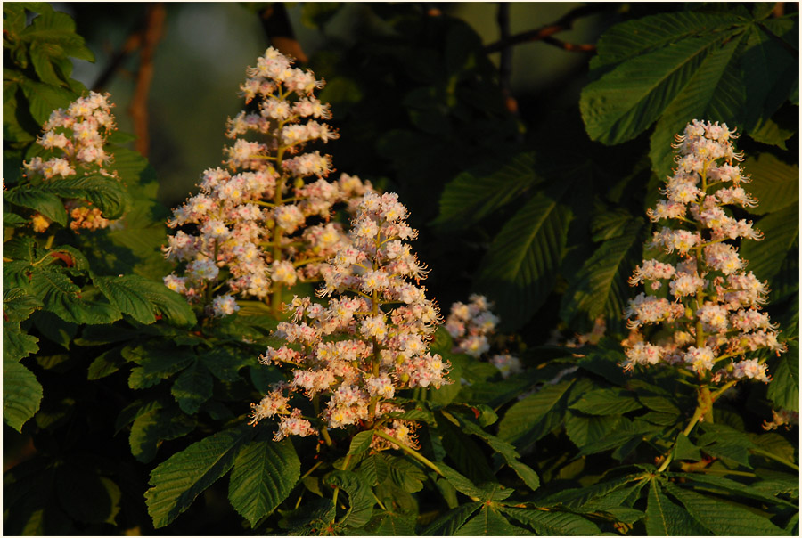 Rosskastanie (Aesculus hippocastanum)