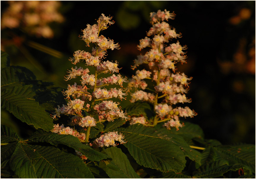 Rosskastanie (Aesculus hippocastanum)