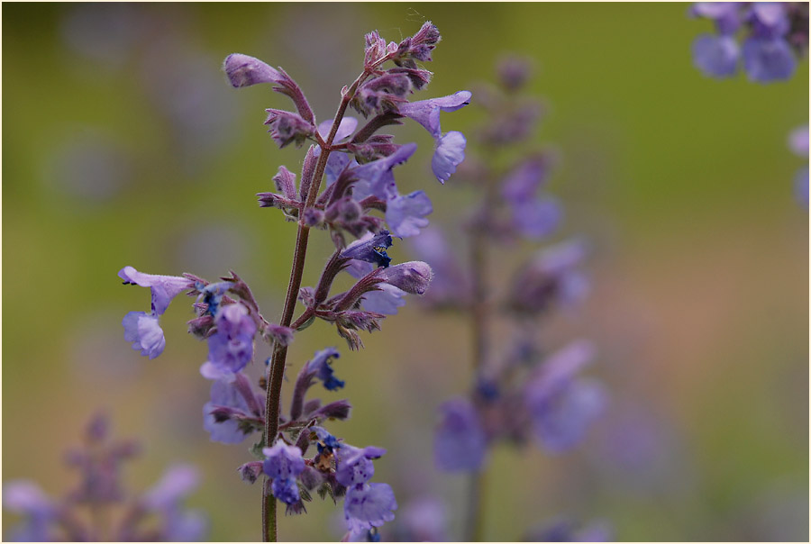 Katzenminze (Nepeta)