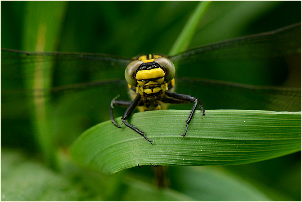 Libellen, gemeine Keiljungfer