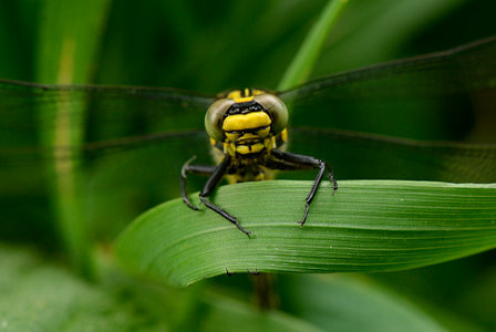 vergr&ouml;&szlig;ern