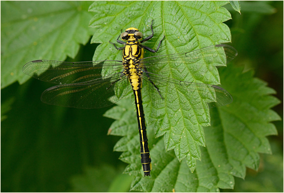Libellen, gemeine Keiljungfer
