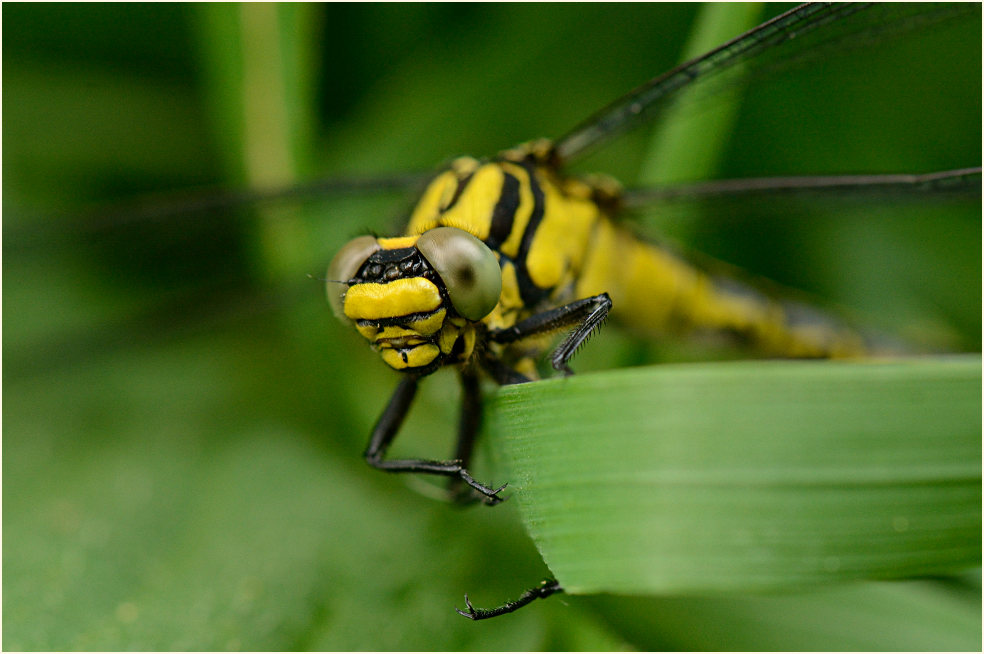 Libellen, gemeine Keiljungfer