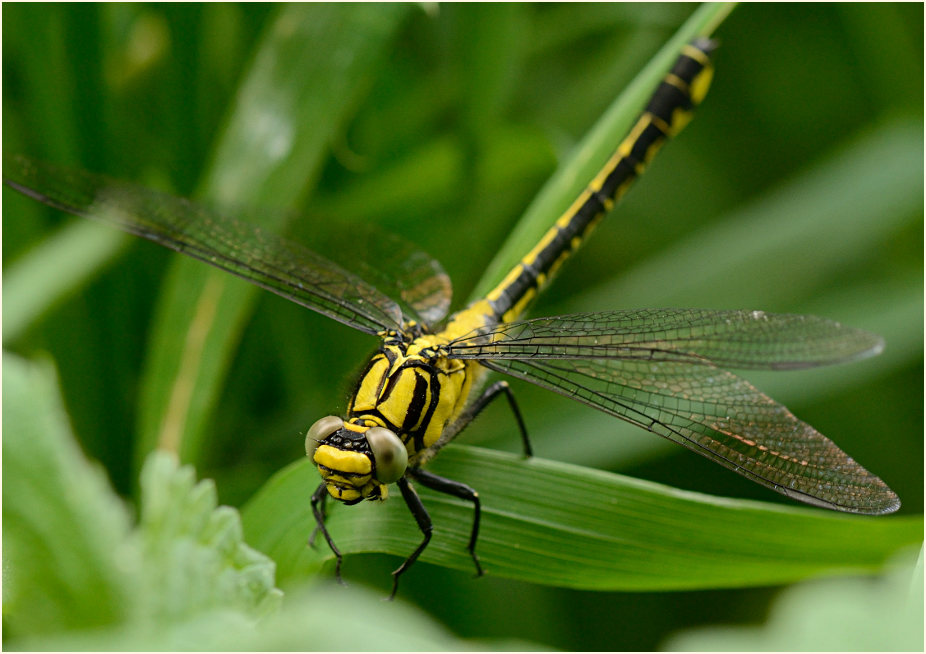 Libellen, gemeine Keiljungfer