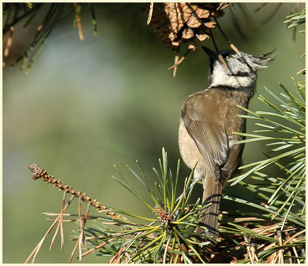 Kiefer (Pinus silvestris)