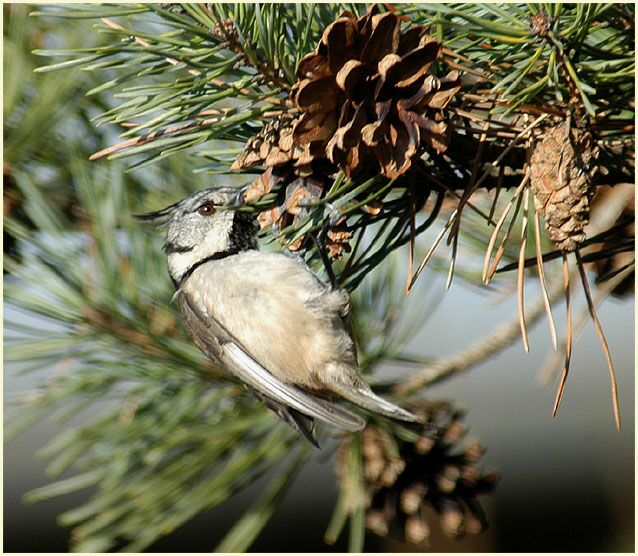 Kiefer (Pinus silvestris)