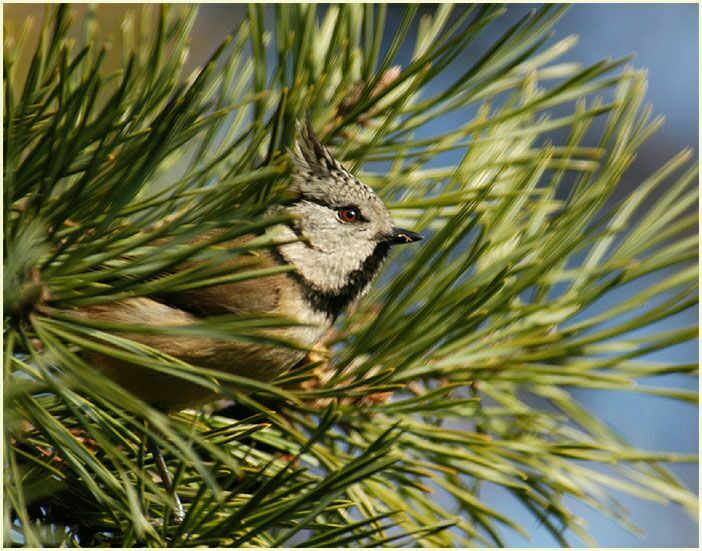 Kiefer (Pinus silvestris)