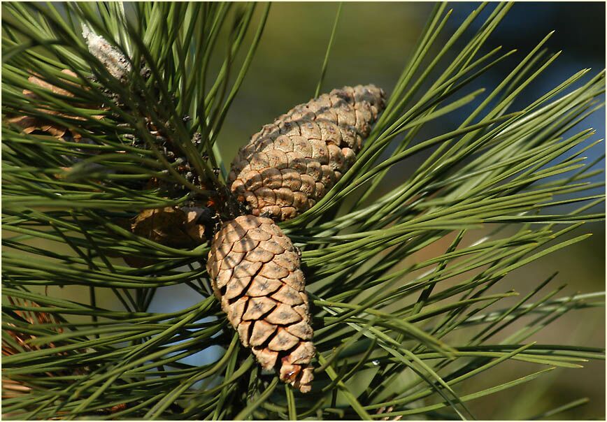 Kiefer (Pinus silvestris)