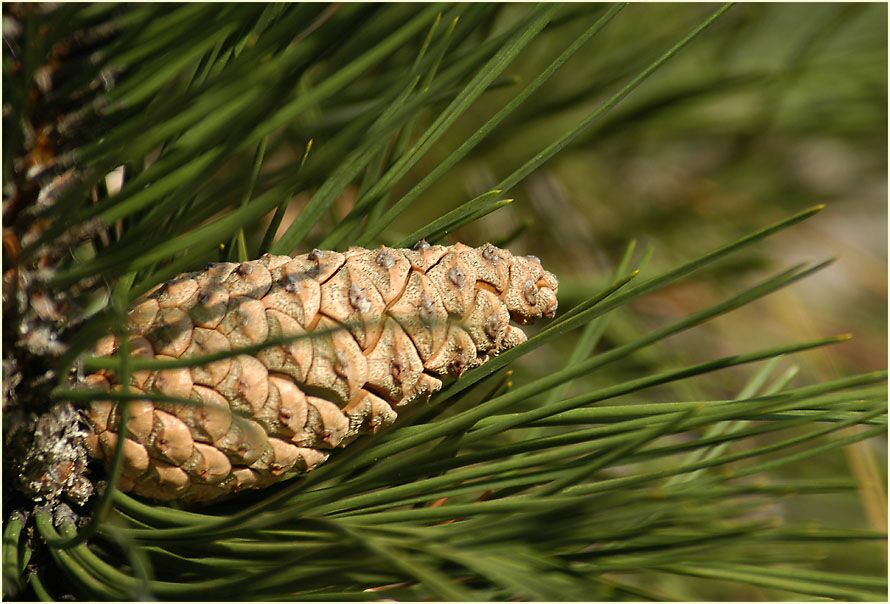 Kiefer (Pinus silvestris)