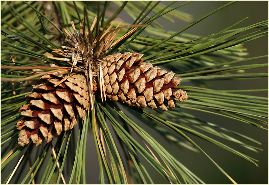 Kiefer (Pinus silvestris)